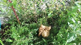 Alaskan Malamute Sojou Chickens Outdoors Excite Hunt Instincts