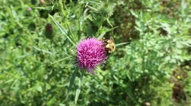Funny Burping Bumble Bee