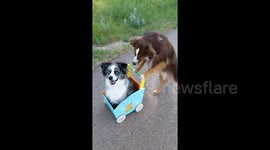 Hop in lil momma - mini aussie Rogan takes River for a ride