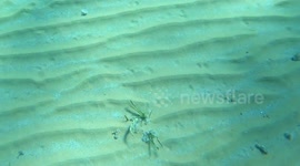Small little fish hides underground