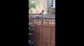 CUTE BIRD LOOK FOR HIS FRIENDS