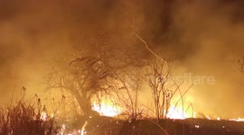 Night forest fire 1