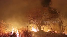 Night forest fire 2