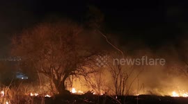 Night forest fire 5