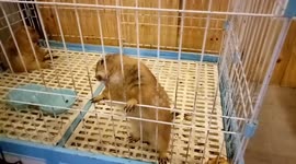 Hilarious prairie dog bites cage's fences trying to escape