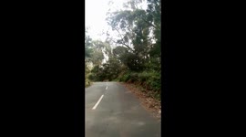 Shivers down the spine as a group of people  witnessed a leopard crossing the road in South India