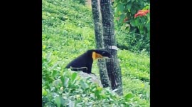Rare Nilgiri marten (weasels) was caught on camera in Southern India