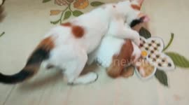 Sofi Kitten Fight Brother On Bed
