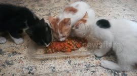 Sofi Kitten Lunch With Sibilings
