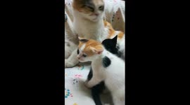 Sofi Kitten Waits Mother Night Bathing