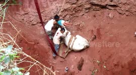 Bull rescued after falling into 50-foot-deep well in central India