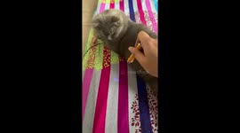 Hilarious video shows a cat owner tricking its pet to chase a laser beam
