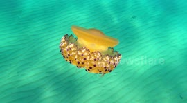 This jellyfish looks like a piece of jewellery