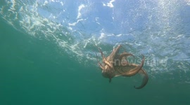 Close-up view of an octopus swimming underwater at the mediterranean sea