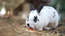 A cute bunny rabbit eating a carrot.