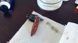 Giant sphinx moth emerges from case and squirts all over owner