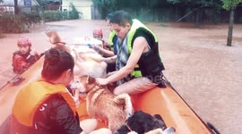 Firefighters rescue pets trapped in flooded vets in southern China