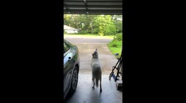 Husky in Florida howls for crying dog in the distance