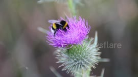 A bumblebee collects pollen on a purple flower.