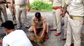 Police officers rush to rescue monkeys who fell from electric pole in northern India