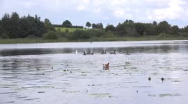 This is the naughty dog returning from the lake after terrifying some wild ducks and failing to catch them.