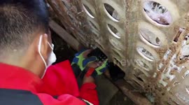 Two puppies rescued after both getting their heads stuck in metal gate