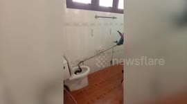 Cobra sparks panic after slithering into family's toilet bowl
