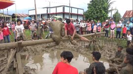pillow fight competition in rice field mud