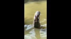Otter enjoys fish as dinner