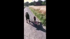 Dobermann takes Poodle Puppy for a walk