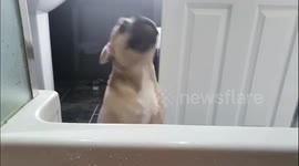 UK: Adorable Frenchie Pup Wants Some Bath Time
