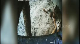 Tigress gives birth to three cubs in eastern India