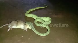 Rare visual of Bamboo pit viper preying upon a rat in Eastern India
