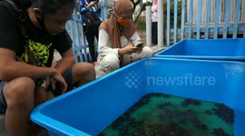 Volunteers Releasing Turtle Chicks to Beach on Indonesia's 75th Independence Day