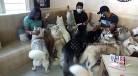 A cafe for dog lovers in Melaka Malaysia
