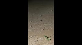 Desert beetle in Saudi Arabia