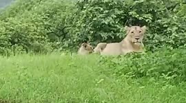 Video captures heartwarming moment lion cuddles cub in western India
