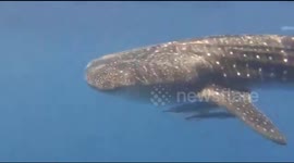 Whale Shark in Hurghada, Egypt