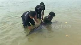 Dolphin rescued after getting stranded in shallow water in Thailand