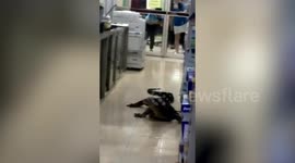 Wild monitor lizard rampages through office in Thailand