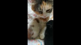 Sofi Kitten Fresh Cleaning With Sibilings