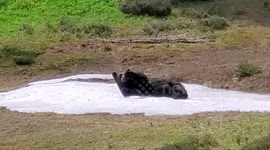 Bear cools down on patch of snow during heatwave in Mount Rainier National Park, Washington