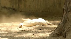 Mother Deer Finally Reached To Her Injured Baby Fawn
