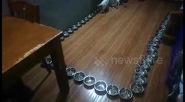 Philippines: Dinner Time For Rescued Cats