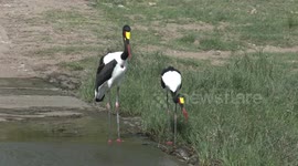 The world’s most gorgeous stork? A pair of stunning Saddle-billed Storks fishing together.