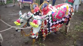 Indian farmers celebrate bulls by dressing them up for Hindu festival