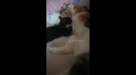 Sofi Kitten Breastfeeding With Brother