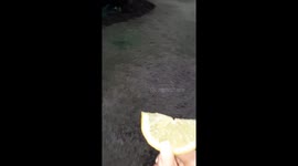 First time ever tasting lemon