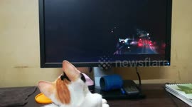 Sofi Kitten Acompany House Owner Watch Movie
