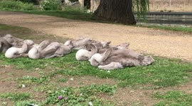 Swans and their cygnets